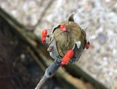 Dysdercus decussatus