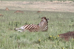 Equus quagga