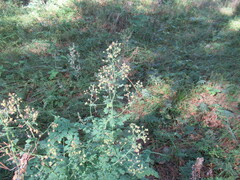 Thalictrum minus