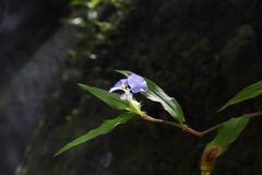 Commelina auriculata
