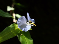 Commelina auriculata