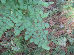 Thalictrum minus