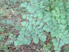 Thalictrum minus