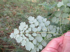 Thalictrum minus