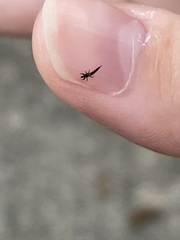 Thysanoptera