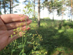 Thalictrum minus