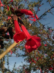 Cantua buxifolia