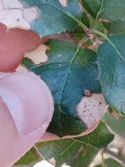 Dryocosmus minusculus