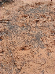 Tachyglossus aculeatus