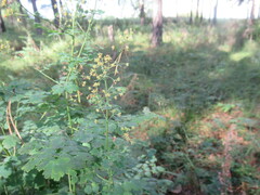 Thalictrum minus