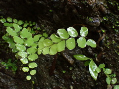 Adiantum philippense