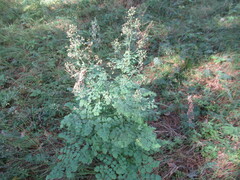 Thalictrum minus