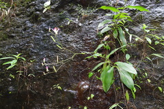 Tricyrtis lasiocarpa