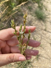 Caryophyllaceae