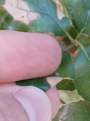 Dryocosmus minusculus