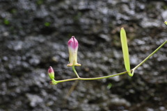 Tricyrtis lasiocarpa