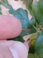 Dryocosmus minusculus