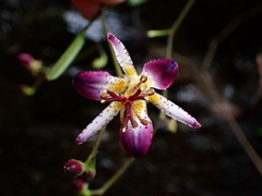 Tricyrtis lasiocarpa
