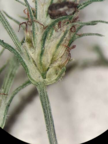 Fimbristylis squarrosa
