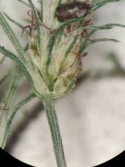 Fimbristylis squarrosa