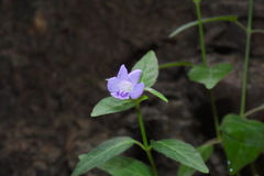 Ruellia repens