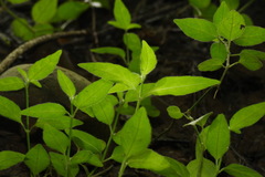 Ruellia repens