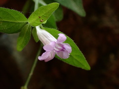Ruellia repens