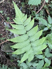 Dryopteris scottii