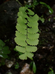 Adiantum philippense