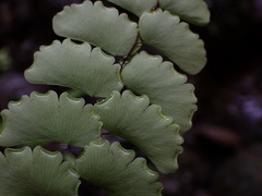Adiantum philippense