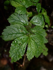 Elatostema cuneatum