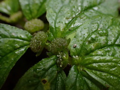 Elatostema cuneatum