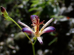 Tricyrtis lasiocarpa