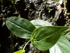 Tricyrtis lasiocarpa