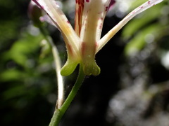 Tricyrtis lasiocarpa