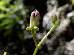 Tricyrtis lasiocarpa