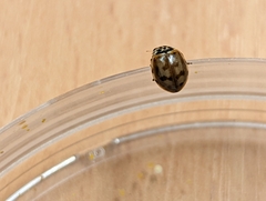 Harmonia quadripunctata