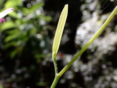 Tricyrtis lasiocarpa
