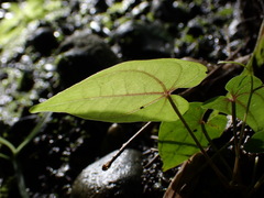 Dioscorea