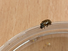 Harmonia quadripunctata