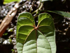 Dioscorea