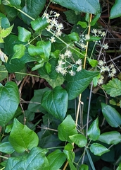 Clematis vitalba