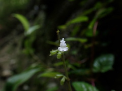 Salvia tashiroi