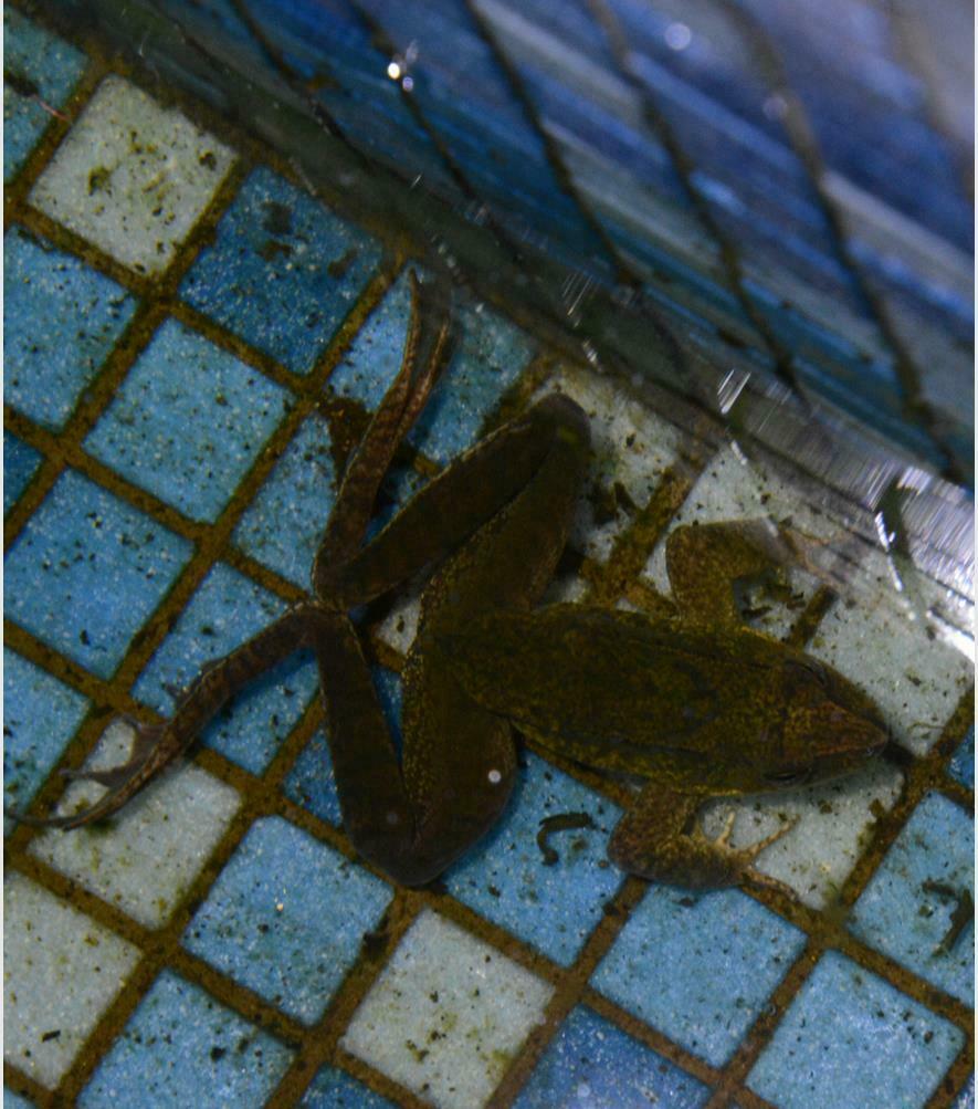 Hanlui Brown Frog