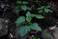 Clerodendrum japonicum