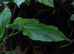 Megisba malaya sikkima