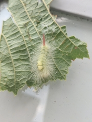 Calliteara pudibunda