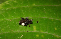 Insecta