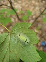 Calliteara pudibunda