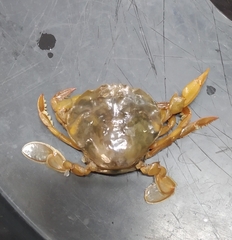 Polybius henslowii